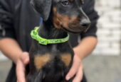 Prodaju se prelepi štenci dobermana, od 2 meseca