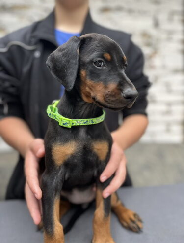 Prodaju se prelepi štenci dobermana, od 2 meseca