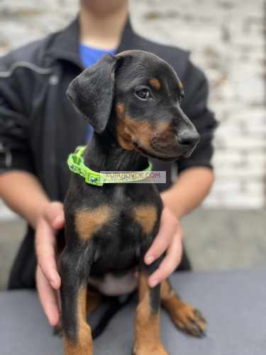 Prodaju se prelepi štenci dobermana, od 2 meseca