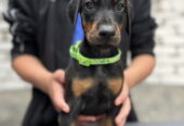 Prodaju se prelepi štenci dobermana, od 2 meseca