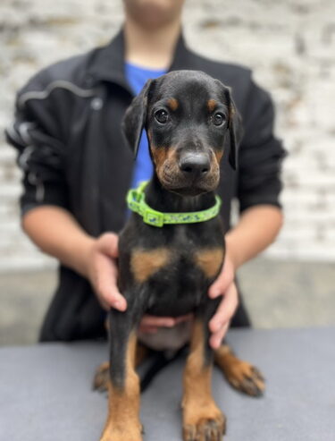 Prodaju se prelepi štenci dobermana, od 2 meseca