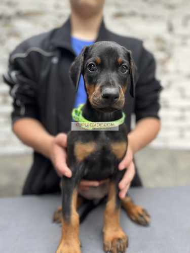 Prodaju se prelepi štenci dobermana, od 2 meseca