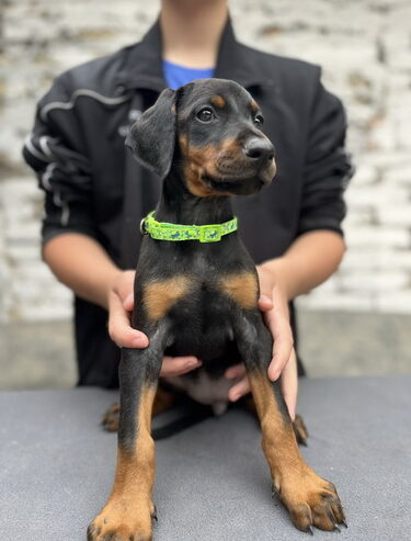 Prodaju se prelepi štenci dobermana, od 2 meseca
