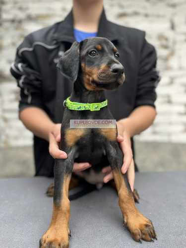 Prodaju se prelepi štenci dobermana, od 2 meseca