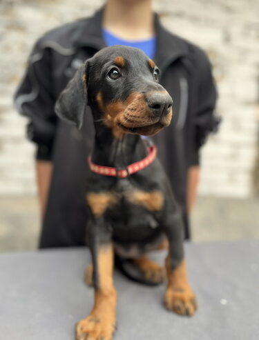 Prodaju se prelepi štenci dobermana, od 2 meseca