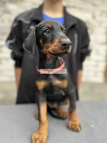 Prodaju se prelepi štenci dobermana, od 2 meseca