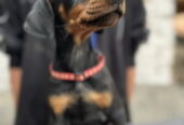 Prodaju se prelepi štenci dobermana, od 2 meseca