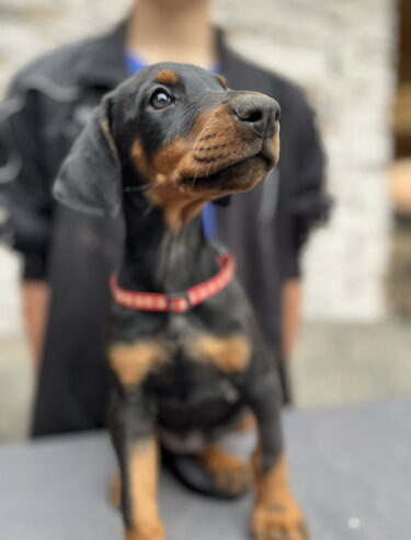 Prodaju se prelepi štenci dobermana, od 2 meseca