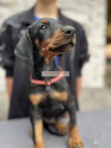 Prodaju se prelepi štenci dobermana, od 2 meseca