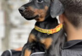 Prodaju se prelepi štenci dobermana, od 2 meseca