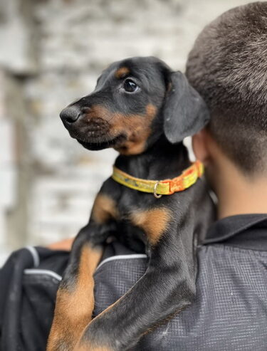 Prodaju se prelepi štenci dobermana, od 2 meseca