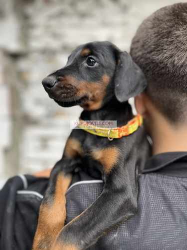 Prodaju se prelepi štenci dobermana, od 2 meseca