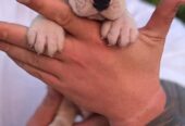 Argentinska doga ( Dogo Argentino )