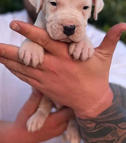 Argentinska doga ( Dogo Argentino )