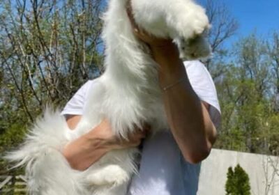 1-maine-coon-0725