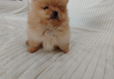 1-pomeranac-MJ0725