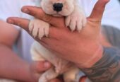 Argentinska doga ( Dogo Argentino )