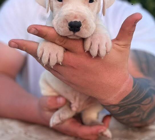 Argentinska doga ( Dogo Argentino )