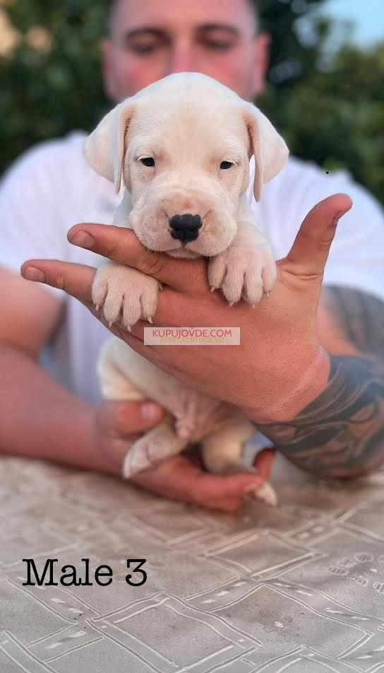 Argentinska doga ( Dogo Argentino )