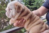 Engleski Buldog