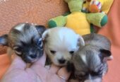 Čivava, prelepi mini štenci
