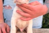 Argentinska doga ( Dogo Argentino )