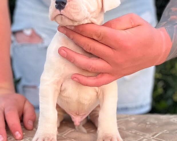 Argentinska doga ( Dogo Argentino )