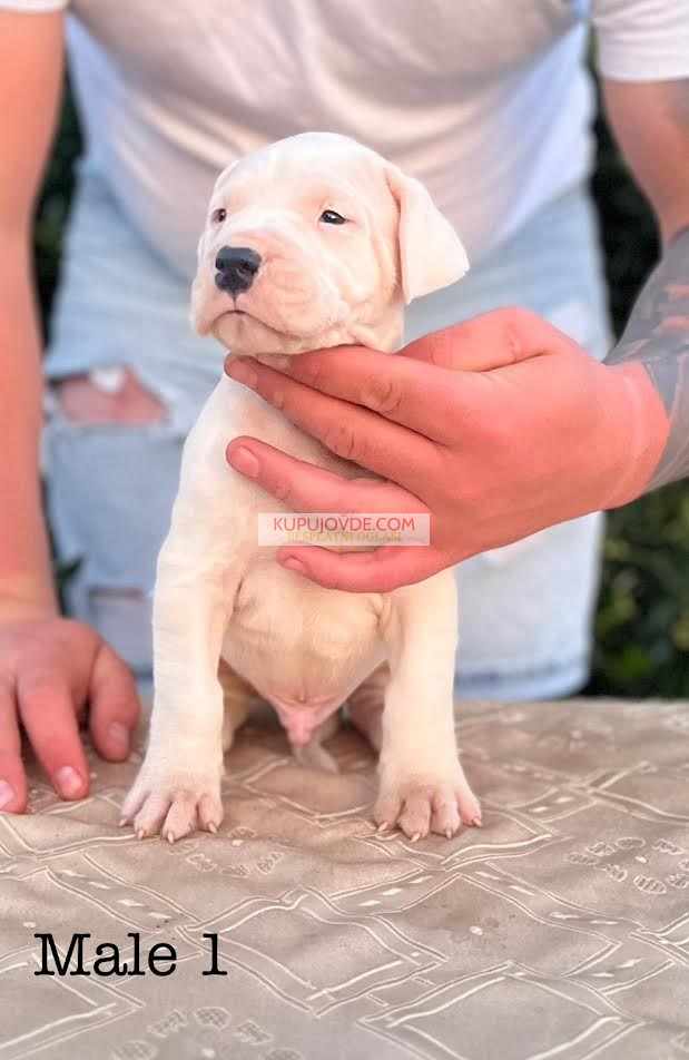 Argentinska doga ( Dogo Argentino )