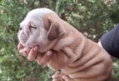 Engleski Buldog