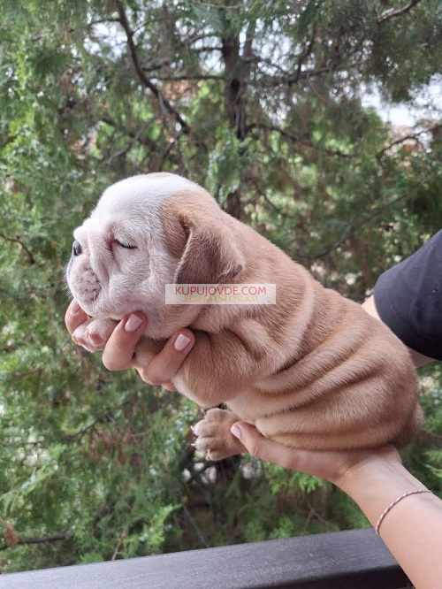 Engleski Buldog