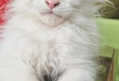 Maine Coon mačići