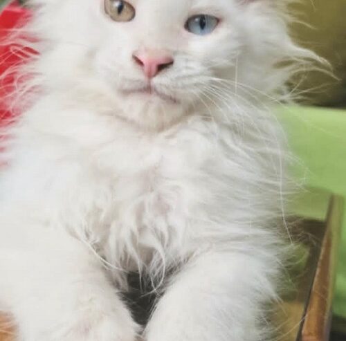 Maine Coon mačići