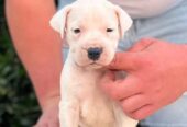 Argentinska doga ( Dogo Argentino )