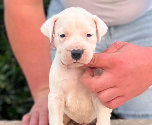 Argentinska doga ( Dogo Argentino )