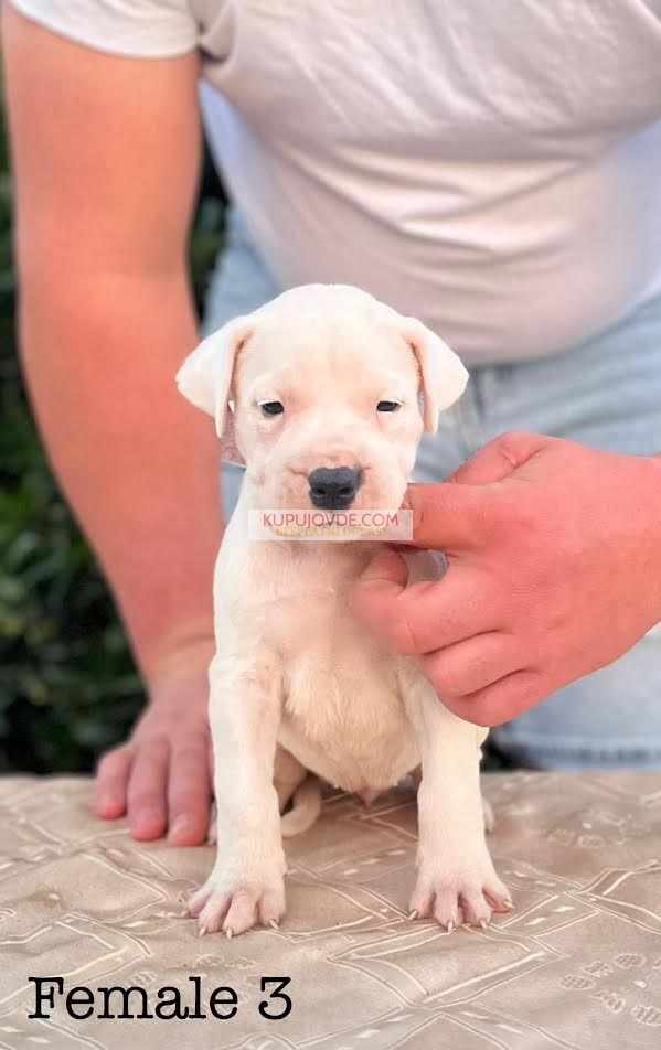 Argentinska doga ( Dogo Argentino )