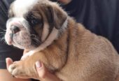 Engleski Buldog