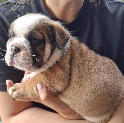 Engleski Buldog