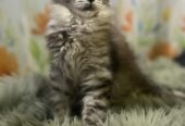 Maine Coon mačići