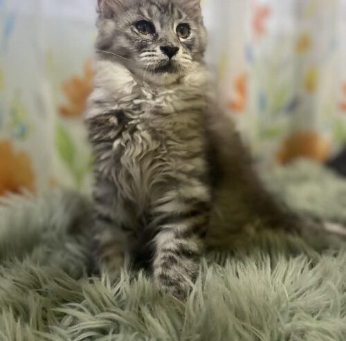 Maine Coon mačići