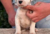 Argentinska doga ( Dogo Argentino )