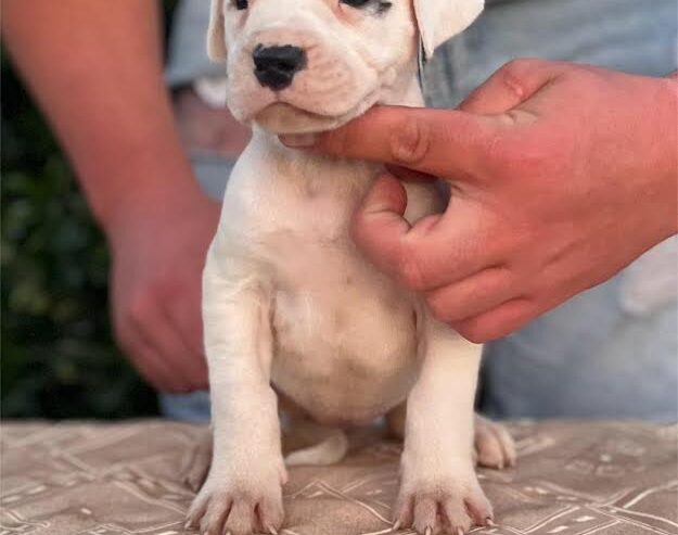 Argentinska doga ( Dogo Argentino )