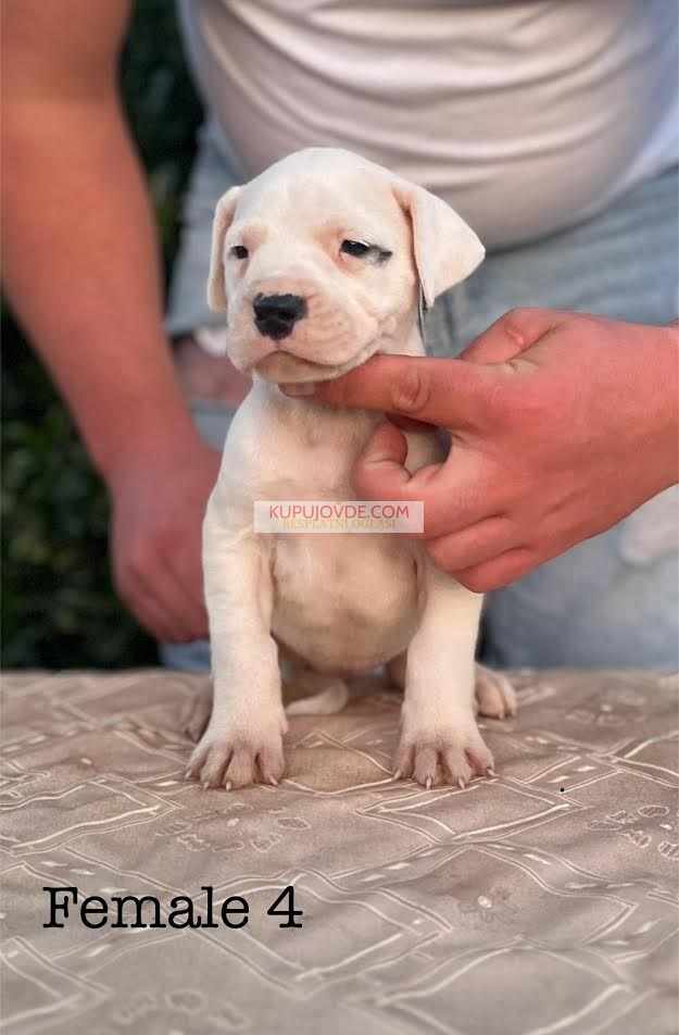 Argentinska doga ( Dogo Argentino )