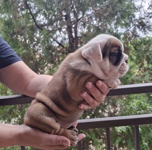 Engleski Buldog