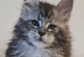 Maine Coon mačići