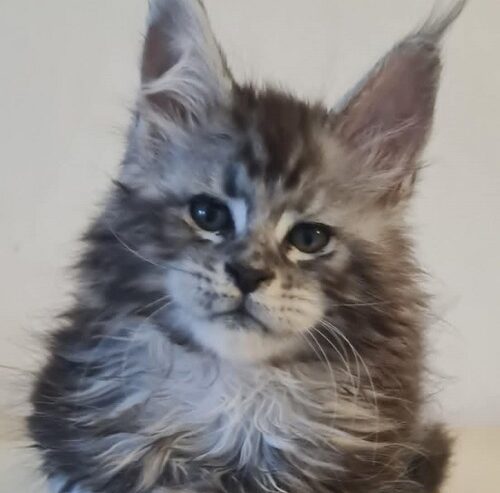 Maine Coon mačići