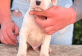 Argentinska doga ( Dogo Argentino )