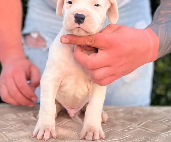 Argentinska doga ( Dogo Argentino )