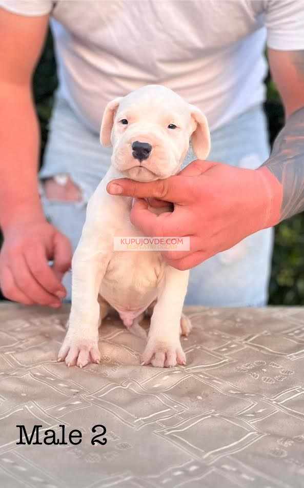Argentinska doga ( Dogo Argentino )