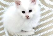 Maine Coon mačići