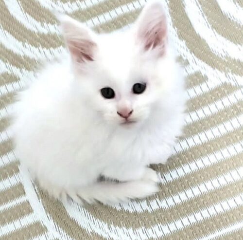Maine Coon mačići